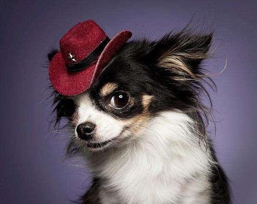 狗化妆图片,一场别开生面的化妆秀