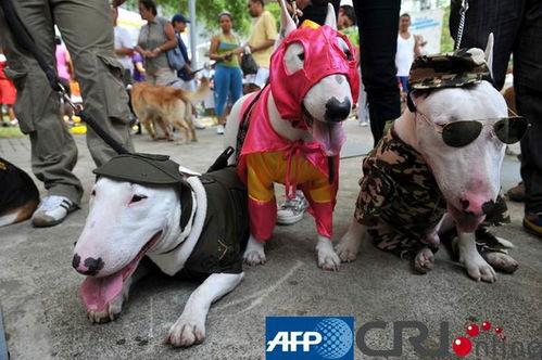 狗化妆图片,一场别开生面的化妆秀  第3张