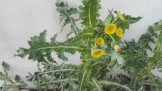 张明月个人资料,才华横溢的青年才俊，多领域成就斐然  第3张