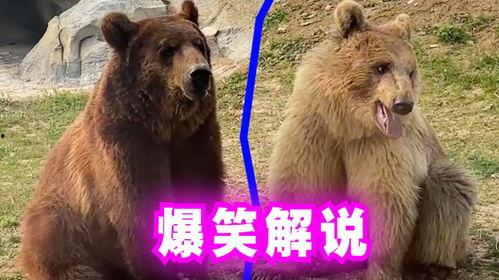 熊大熊二搞笑的视频,带你笑翻天！  第2张