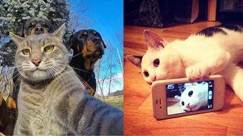 动物玩自拍不输网红,网红风采，动物版再现