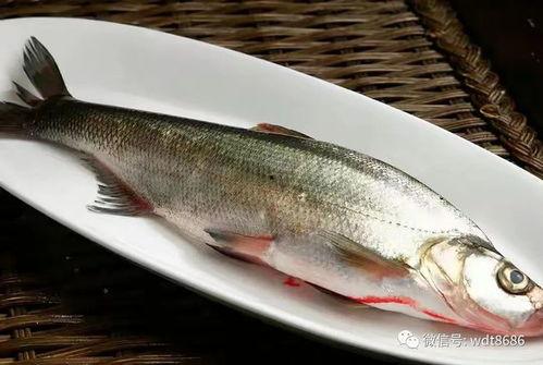 锥子鱼图片,锥子鱼神秘画卷