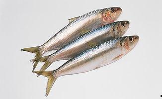 锥子鱼图片,锥子鱼神秘画卷  第2张