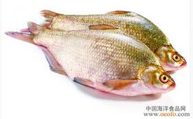 锥子鱼图片,锥子鱼神秘画卷  第3张